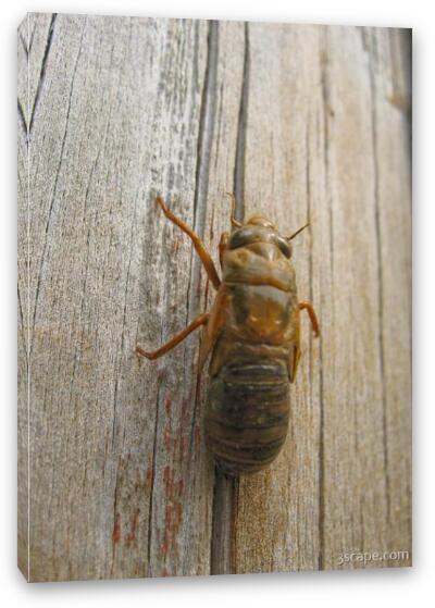 The shell hardens as the cicada grows Fine Art Canvas Print