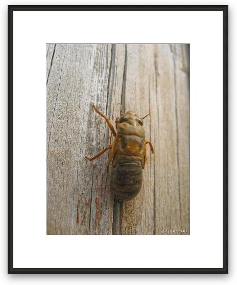The shell hardens as the cicada grows Framed Fine Art Print