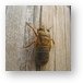 The shell hardens as the cicada grows Metal Print