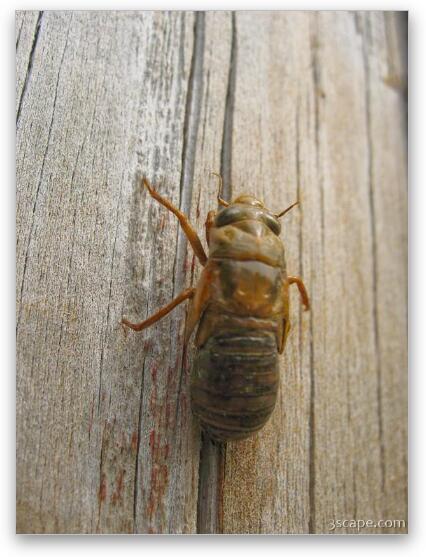 The shell hardens as the cicada grows Fine Art Print