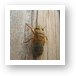 The shell hardens as the cicada grows Art Print