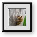 Buy Framed Print