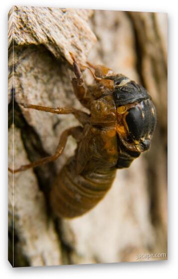 A bigger cicada emerging from its old shell Fine Art Canvas Print