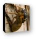 A bigger cicada emerging from its old shell Canvas Print