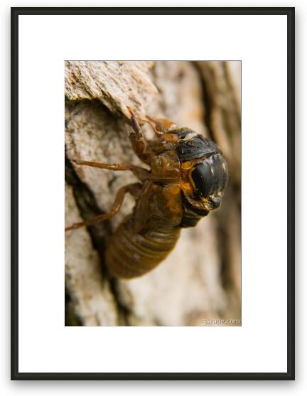 A bigger cicada emerging from its old shell Framed Fine Art Print