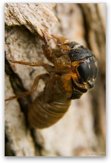 A bigger cicada emerging from its old shell Fine Art Metal Print