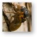 A bigger cicada emerging from its old shell Metal Print