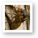 A bigger cicada emerging from its old shell Art Print