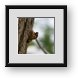 Buy Framed Print