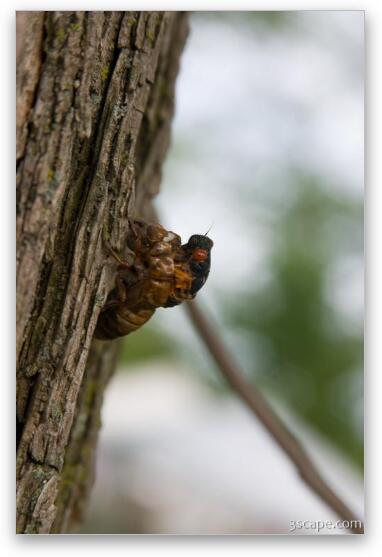 A bigger cicada emerging from its old shell Fine Art Metal Print