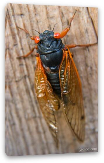 Adult male cicadas start singing to attract mates Fine Art Canvas Print