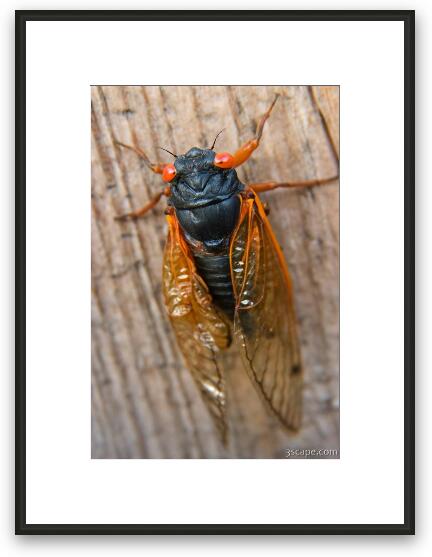 Adult male cicadas start singing to attract mates Framed Fine Art Print
