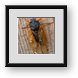 Buy Framed Print