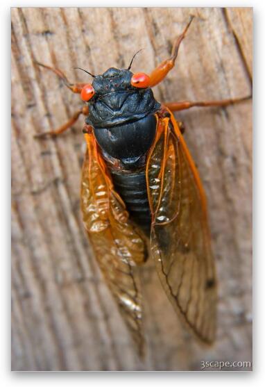 Adult male cicadas start singing to attract mates Fine Art Metal Print