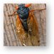 Adult male cicadas start singing to attract mates Metal Print