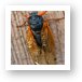 Adult male cicadas start singing to attract mates Art Print