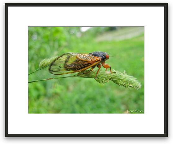 Cicada Framed Fine Art Print