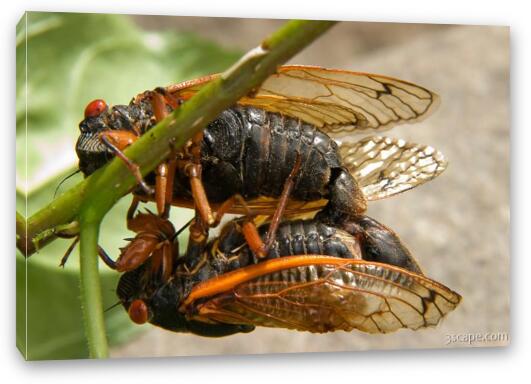 A pair of cicadas mating Fine Art Canvas Print