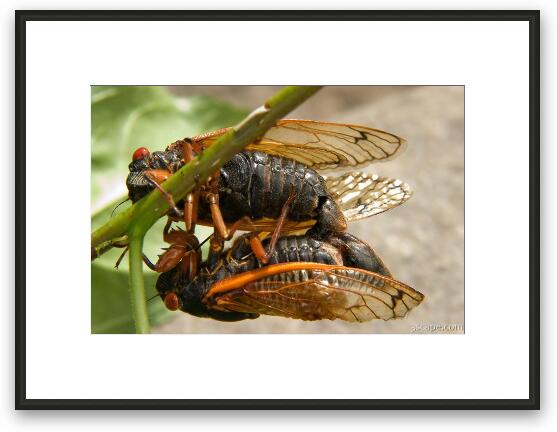 A pair of cicadas mating Framed Fine Art Print