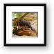 A pair of cicadas mating Framed Print