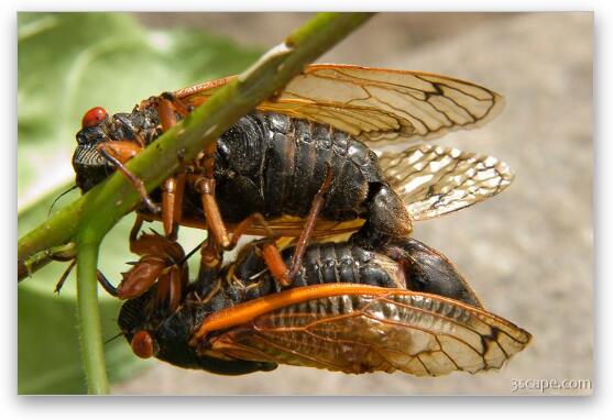 A pair of cicadas mating Fine Art Metal Print