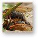 A pair of cicadas mating Metal Print