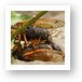 A pair of cicadas mating Art Print