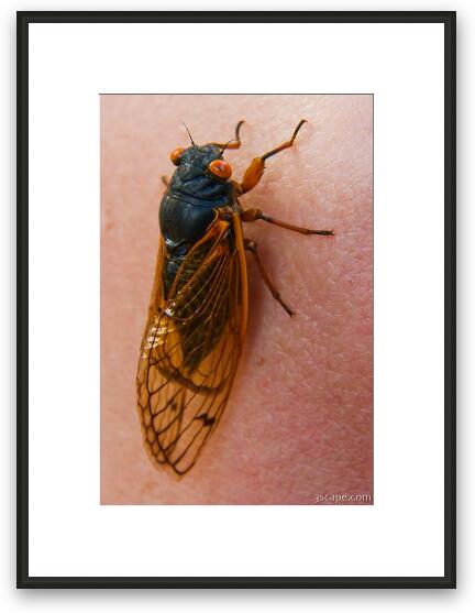 Cicada Framed Fine Art Print