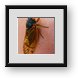 Buy Framed Print