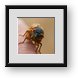 Buy Framed Print