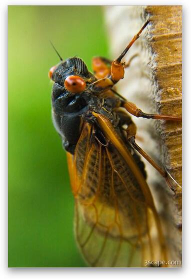 Cicada Fine Art Print