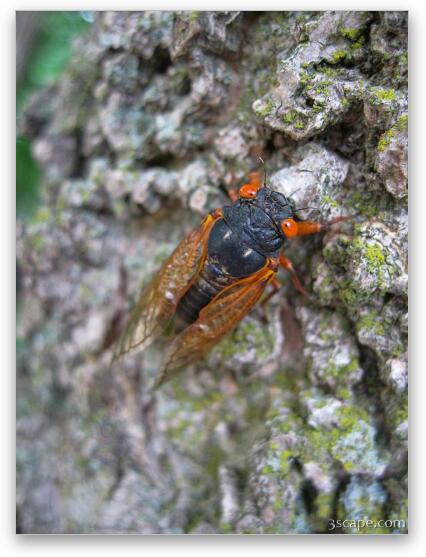 Cicada Fine Art Print
