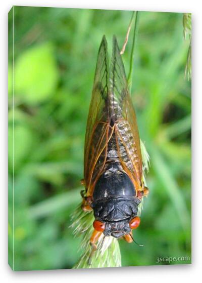 Cicada Fine Art Canvas Print