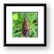 Cicada Framed Print