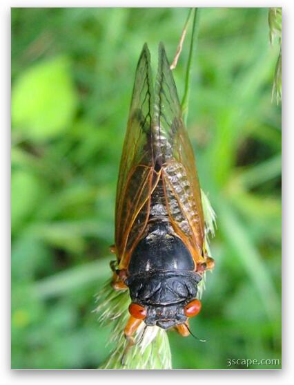 Cicada Fine Art Metal Print