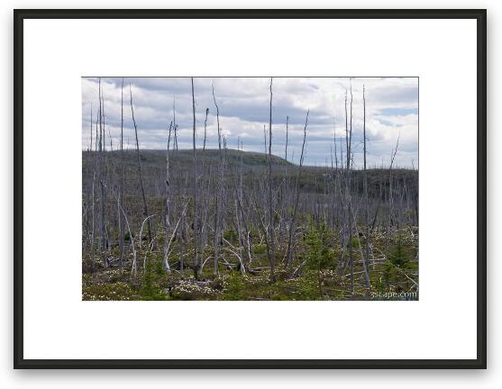 Forest of dead (burned) trees Framed Fine Art Print