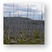 Forest of dead (burned) trees Metal Print