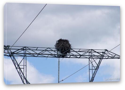 Huge Ospray (Fish Eagle) nest on top of electrical tower Fine Art Canvas Print