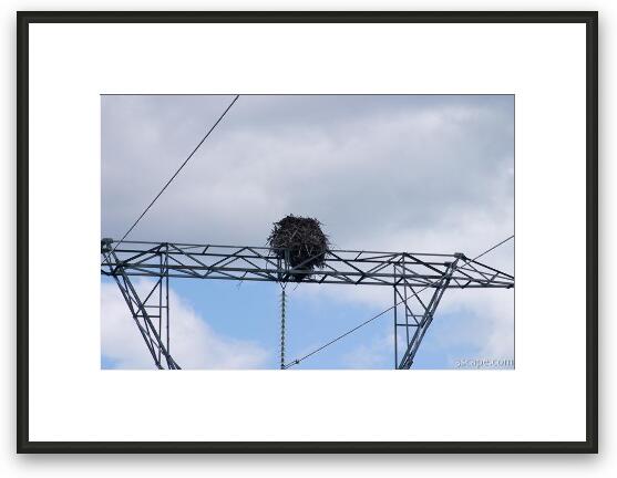 Huge Ospray (Fish Eagle) nest on top of electrical tower Framed Fine Art Print