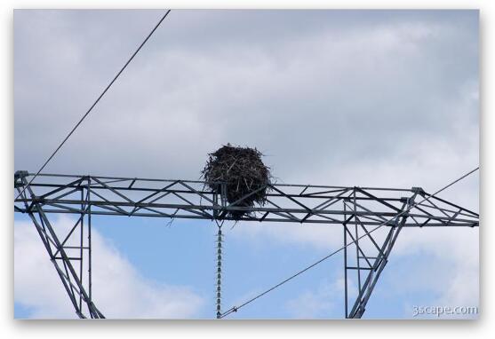 Huge Ospray (Fish Eagle) nest on top of electrical tower Fine Art Metal Print