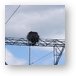 Huge Ospray (Fish Eagle) nest on top of electrical tower Metal Print