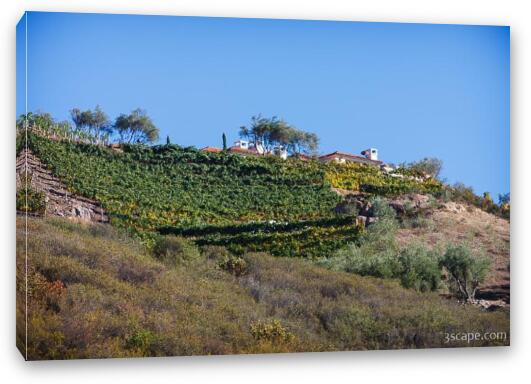 Malibu home on hill with rows of grape vines Fine Art Canvas Print