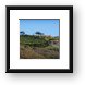 Malibu home on hill with rows of grape vines Framed Print