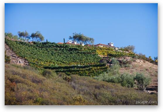 Malibu home on hill with rows of grape vines Fine Art Print