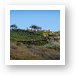 Malibu home on hill with rows of grape vines Art Print