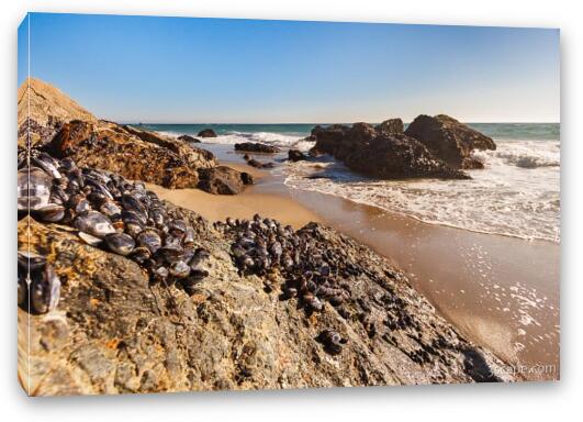 Mussels clinging to rocks at Zuma Beach Fine Art Canvas Print