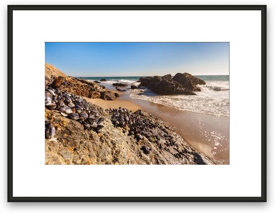 Mussels clinging to rocks at Zuma Beach Framed Fine Art Print