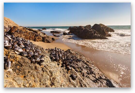 Mussels clinging to rocks at Zuma Beach Fine Art Metal Print