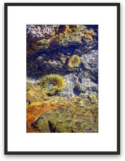 Small tide pool with sea life Framed Fine Art Print