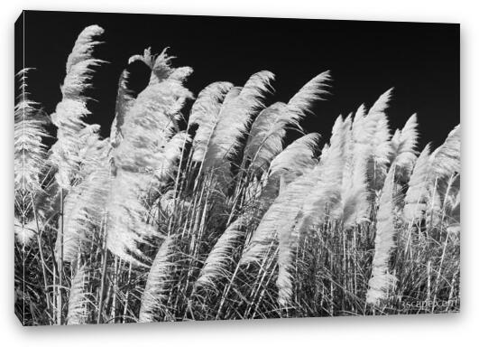 Pampas Grass Black and White Fine Art Canvas Print